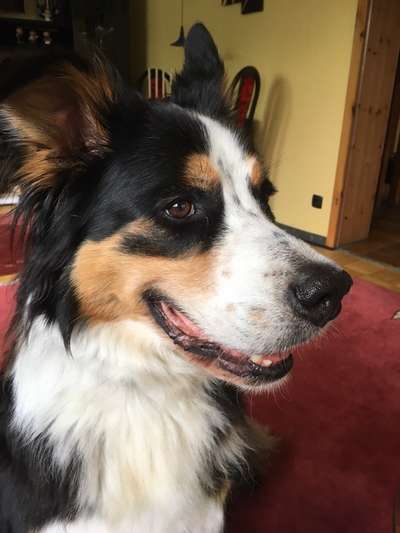 Hunde Porträt (Portrait) Galerie....-Beitrag-Bild