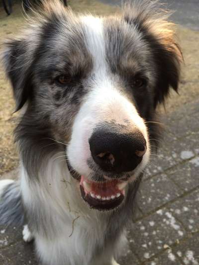 Hunde Porträt (Portrait) Galerie....-Beitrag-Bild