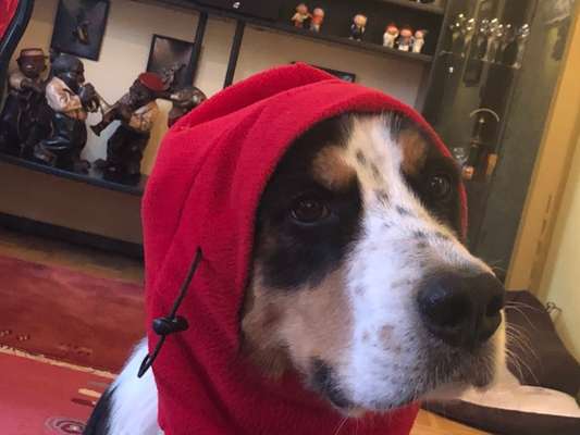 Zeigt mir die tollste Nahaufnahme von eurer Fellnase-Beitrag-Bild