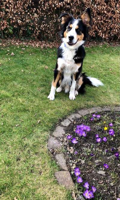 Fotochallange 63: "Dein blühendes Hündchen"-Beitrag-Bild