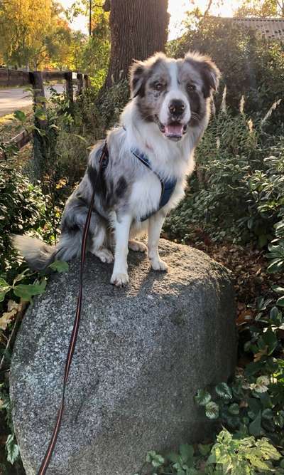 Hundetreffen-Social Walk mit Übungseinheiten-Bild