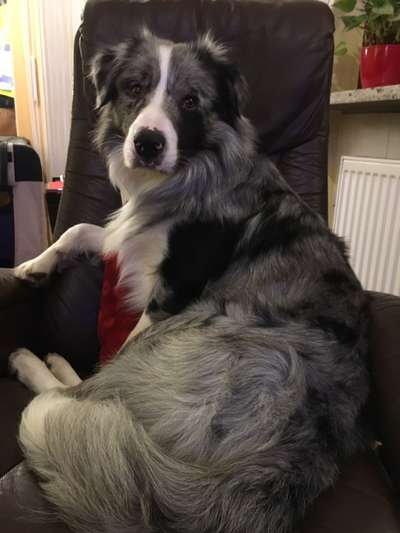 Gibt's hier noch mehr Border Collies???-Beitrag-Bild