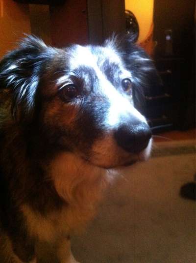 Hunde Porträt (Portrait) Galerie....-Beitrag-Bild