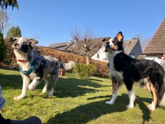 BIG LOVE :) mit 2 Hunden❣️-Beitrag-Bild