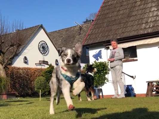 Fotosammlung: ,,Der natürliche Hund" Unbearbeitet, ungestellt und in Natura-Beitrag-Bild