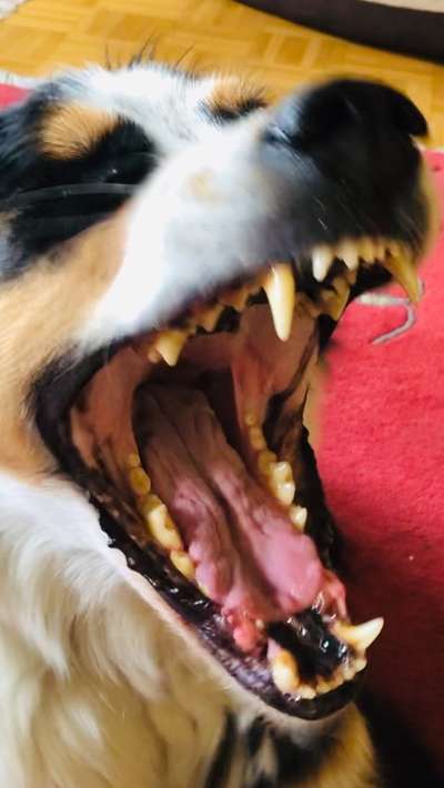 Fotochallenge NR. 123     -Karneval der Tiere--Beitrag-Bild