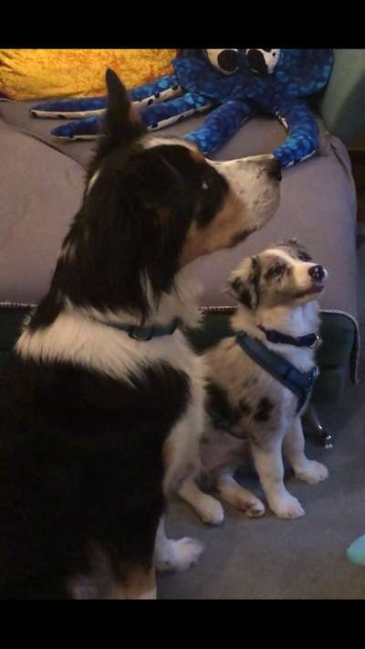 Dogorama Photo Challenge - Gegensätze-Beitrag-Bild