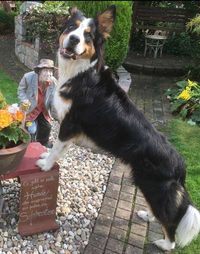 TierschutzhundeStammtisch🐕-Beitrag-Bild