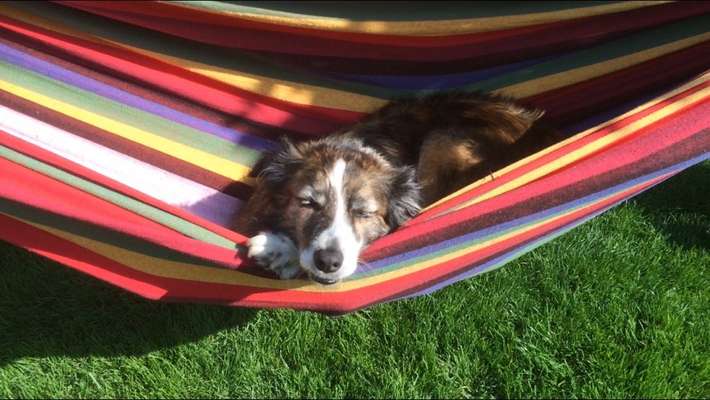 Unsere Fellnasen im Regenbogenland-Beitrag-Bild