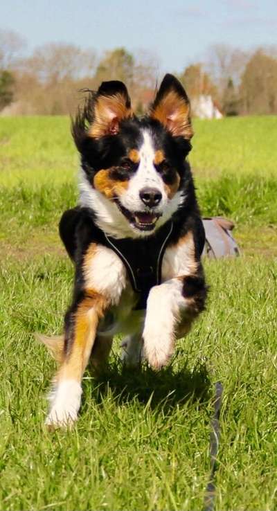 Berner Sennen-Beitrag-Bild