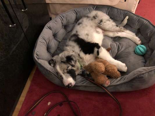 Welpen Bilder !-Beitrag-Bild