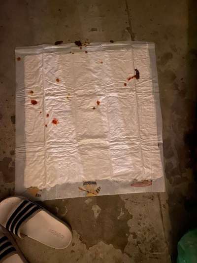 Der hund von einer freundin macht sein  kot blutig seit heute morgen-Beitrag-Bild