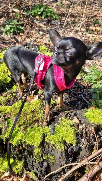 Challenge 23 : "  Euer Hund beim Frühlingserwachen "-Beitrag-Bild