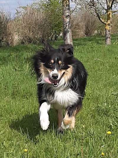 Die Dogorama Wochen Challenge-Beitrag-Bild