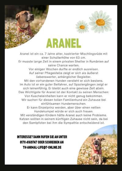 Tierschutzhunde suchen ein Zuhause-Beitrag-Bild