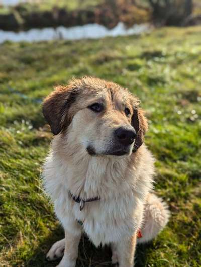 Tierschutzhunde suchen ein Zuhause-Beitrag-Bild