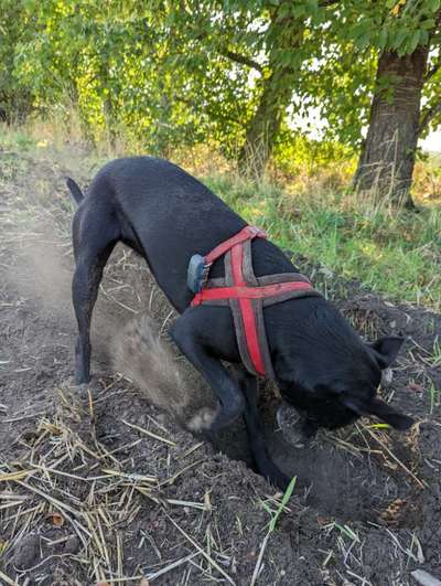 Fotosammlung: ,,Der natürliche Hund" Unbearbeitet, ungestellt und in Natura-Beitrag-Bild
