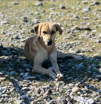 Tierschutzhunde suchen ein Zuhause-Beitrag-Bild