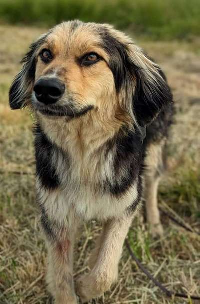 Tierschutzhunde suchen ein Zuhause-Beitrag-Bild