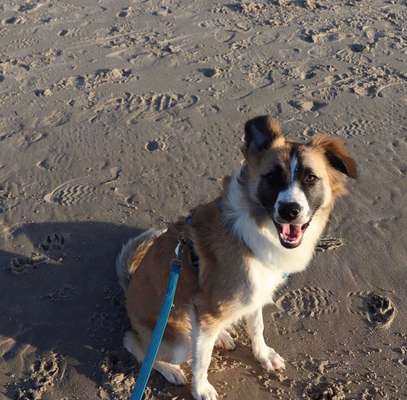 Die Dogorama Kalender Challenge 4/4-Beitrag-Bild