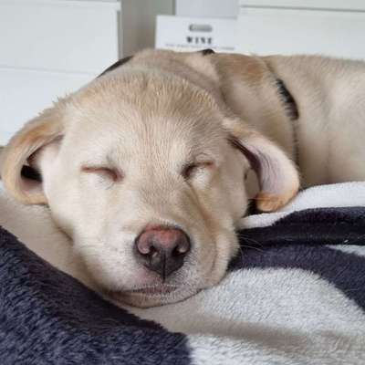 Hundetreffen-Souveräne Hundedamen gesucht-Bild