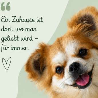 Hundetreffen-Hundetreff-Bild