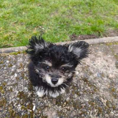 Hundetreffen-Welpentreffen-Bild