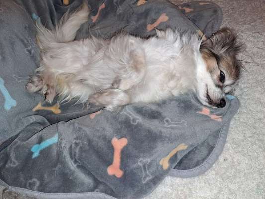 Wo sind die Papillon Besitzer?-Beitrag-Bild