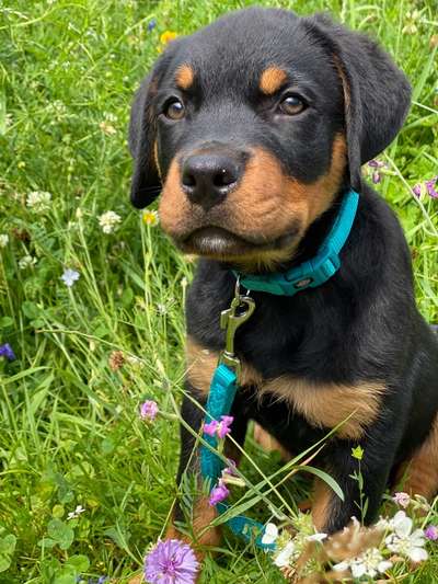 Fotochallange 63: "Dein blühendes Hündchen"-Beitrag-Bild