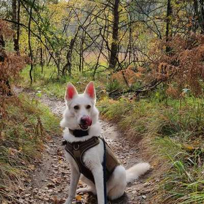Hundetreffen-Abwechslungsreiche Gassirunden rund um Wuppertal-Bild