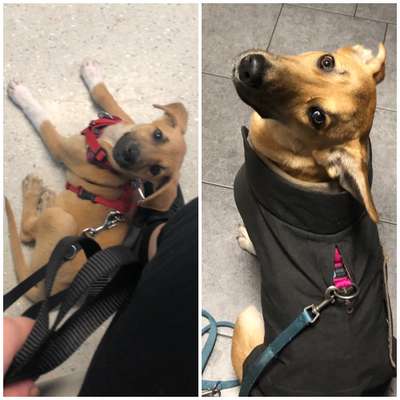 Welpen Bilder !-Beitrag-Bild