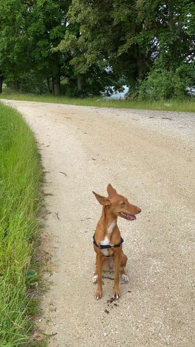 Windhunde - Treffen der besonderen Schönheiten
HERZLICH WILLKOMMEN-Beitrag-Bild