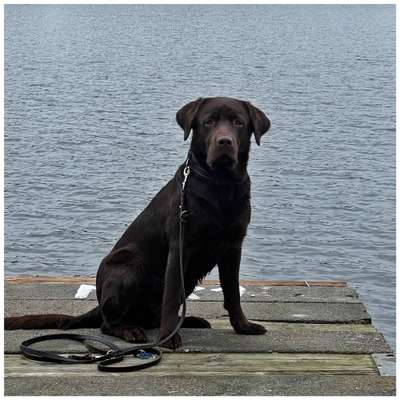 Wie heißt dein Hund?-Beitrag-Bild