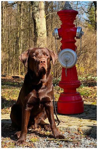 Wie heißt dein Hund?-Beitrag-Bild