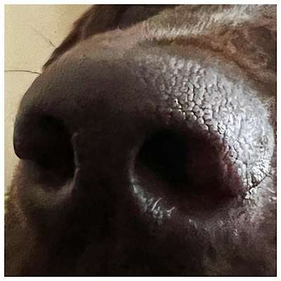 Zeigt mir die tollste Nahaufnahme von eurer Fellnase-Beitrag-Bild