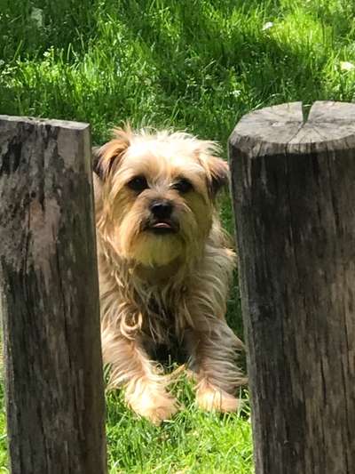 Die Dogorama Kalender Challenge Titelbild-Beitrag-Bild