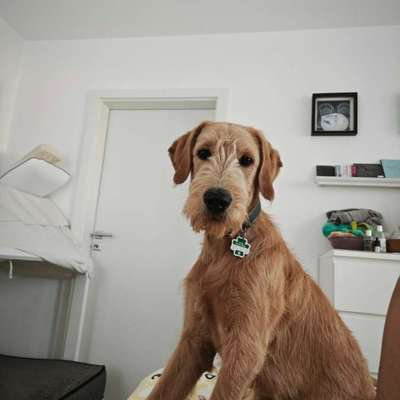 Hundetreffen-Suche gassi Freunde Gassirunde-Bild
