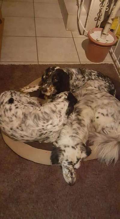 English Setter-Beitrag-Bild