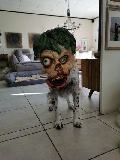 Hunde Memes-Beitrag-Bild