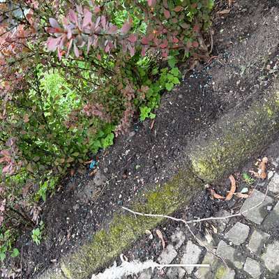 Giftköder-Rattengift/Schneckenkorn-Bild