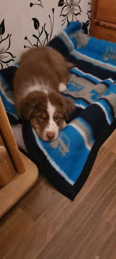 Welpen Bilder !-Beitrag-Bild