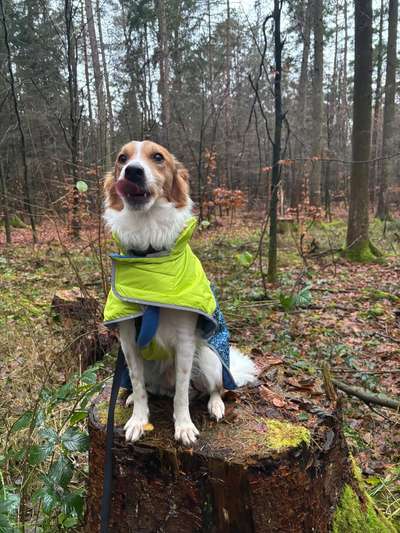 Hundetreffen-Spaziergang und Spaß👍-Bild