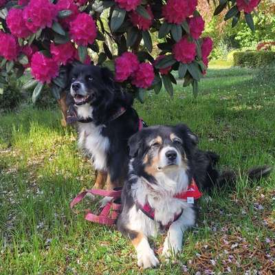 Mary👩‍🦳, Suki🐶, Sandra👱‍♀️, Cora🐶's Profilbild