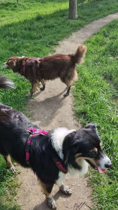 Wie sitzt mein Geschirr?-Beitrag-Bild