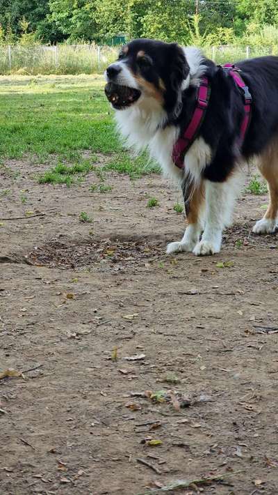 Wie sitzt mein Geschirr?-Beitrag-Bild