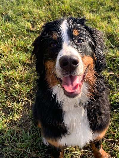 Dogorama-Monats-Challenge-Mai "Wasser"-Beitrag-Bild