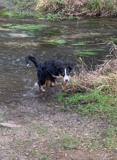 Dogorama-Monats-Challenge-Mai "Wasser"-Beitrag-Bild