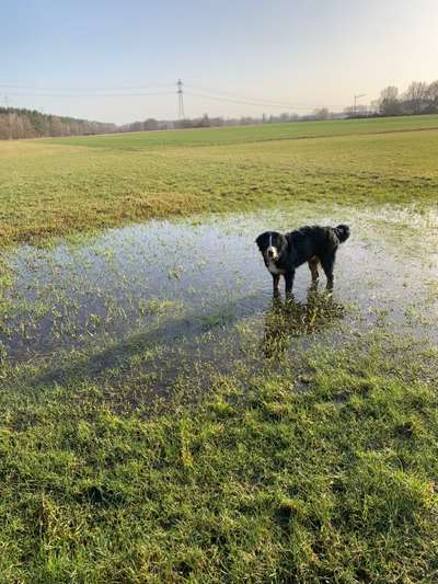 Dogorama-Monats-Challenge-Mai "Wasser"-Beitrag-Bild