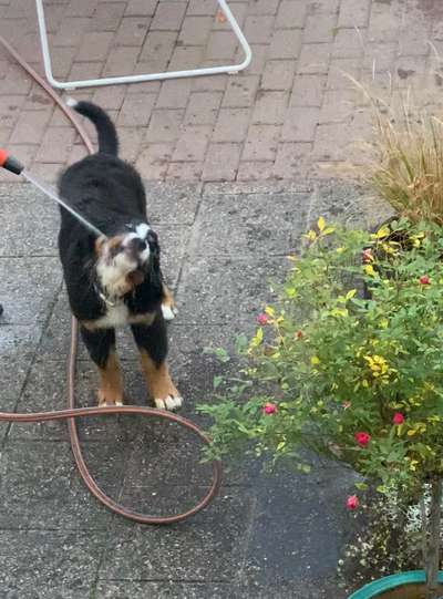 Dogorama-Monats-Challenge-Mai "Wasser"-Beitrag-Bild