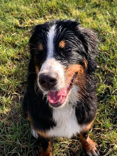 Dogorama-Monats-Challenge-Mai "Wasser"-Beitrag-Bild